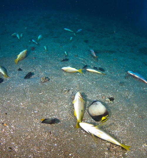 Plastic and waste floating in the sea